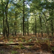 Foto: Diersfordter Wald im Sommer