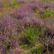 Foto: Heide in den Drevenacker Dünen