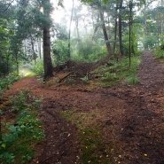 Foto: Wald in den Drevenacker Dünen