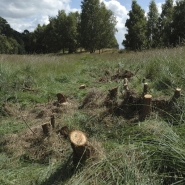 Foto: Nach dem Entkusseln