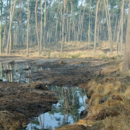 Foto: Entwicklung von Feuchtheide