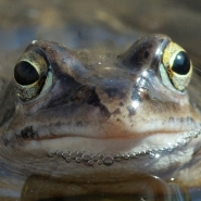 Foto: Moorfrosch