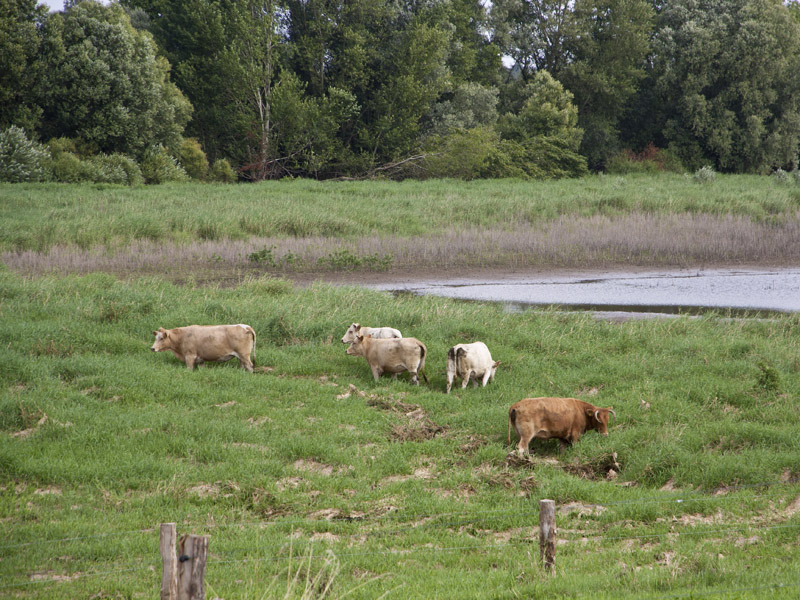 Foto: Hudebeweidung